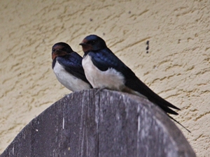Hanni und Nanni